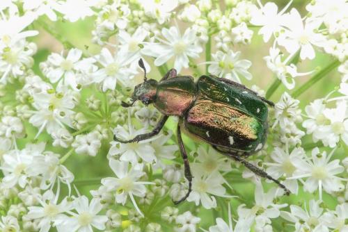 Gnorimus nobilis
